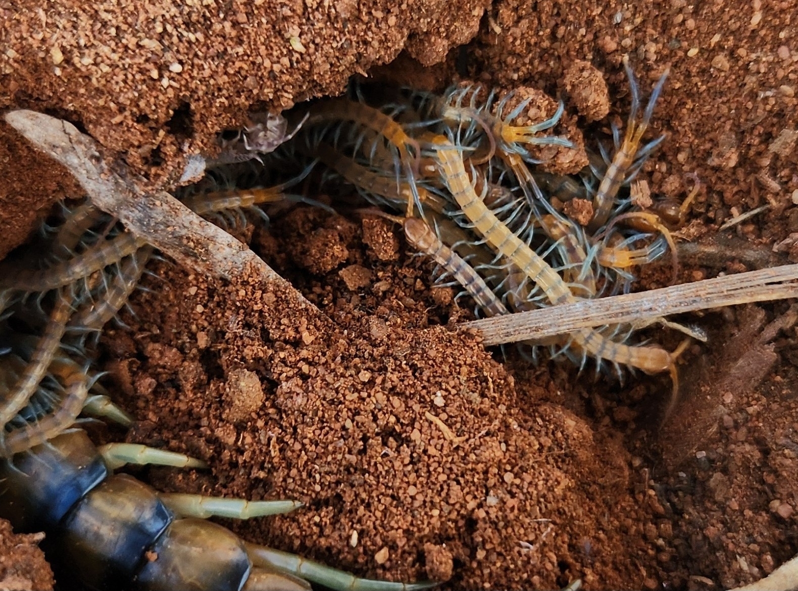 Scolopendra morsitans Linnaeus, 1758