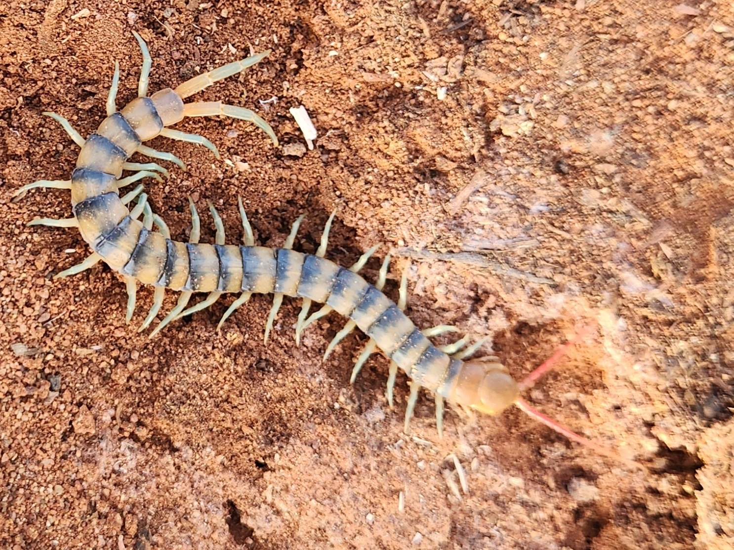 Scolopendra morsitans Linnaeus, 1758