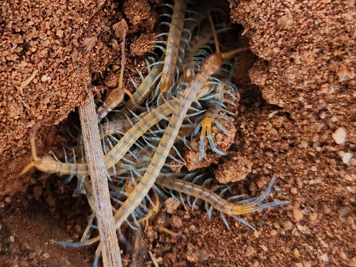 Scolopendra morsitans Linnaeus, 1758