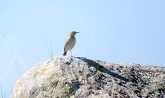 Anthus hellmayri