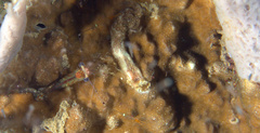 Cuapetes tenuipes