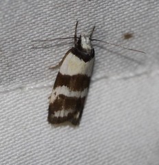 Eulechria triferella