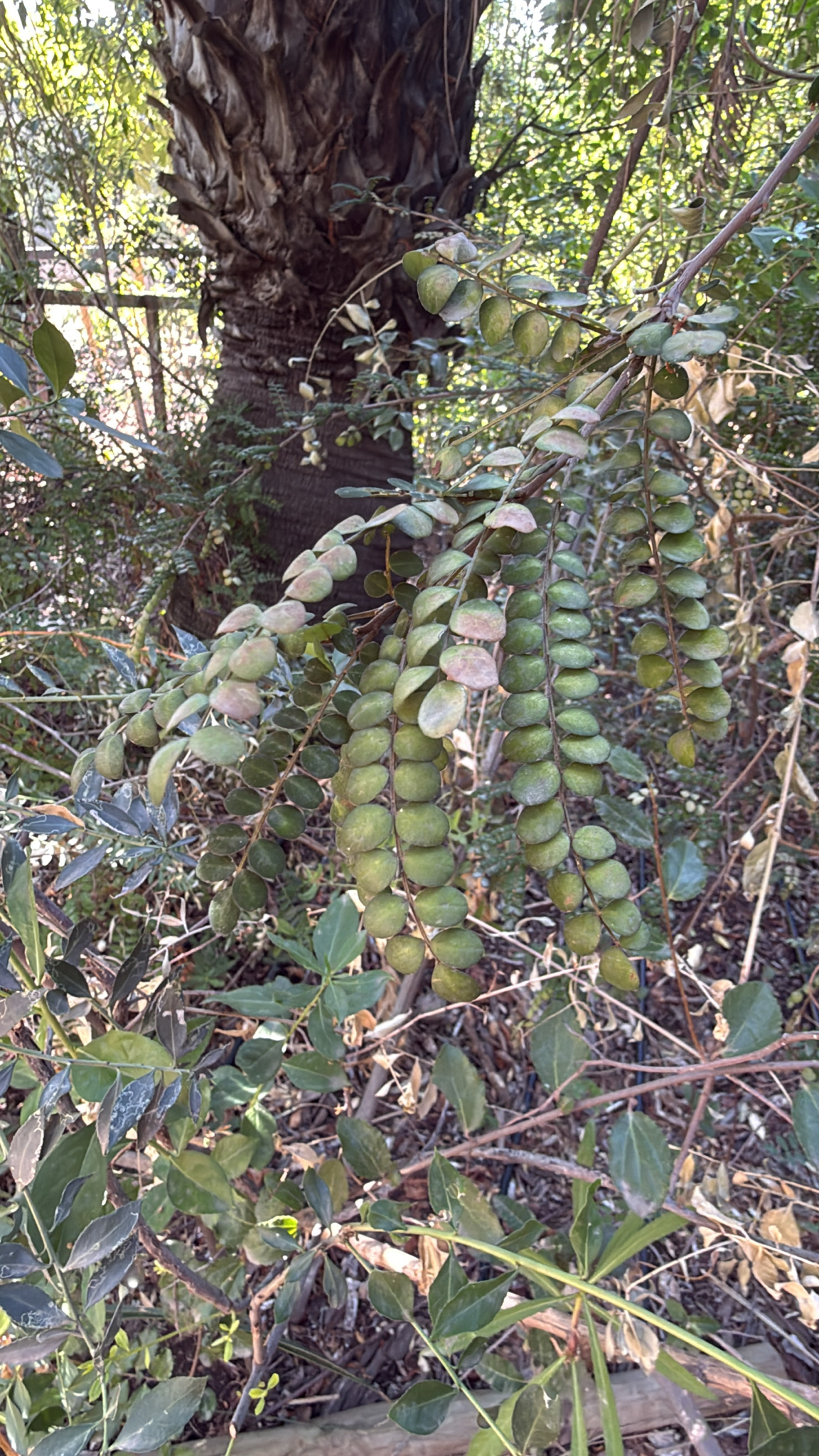 Sophora Macnabiana (Sophora cassioides)