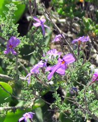 Jamesbrittenia pinnatifida