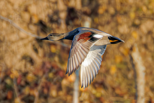 Gadwall, photo 10 of 10