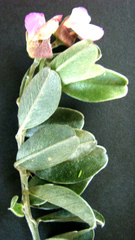 Podalyria burchellii