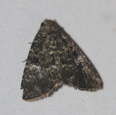 Condica aroana