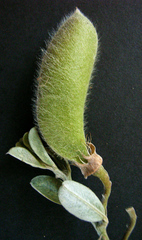 Podalyria burchellii