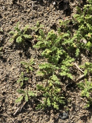 Phacelia stellaris