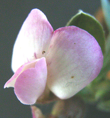 Podalyria burchellii