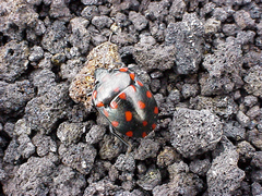 Pachycoris