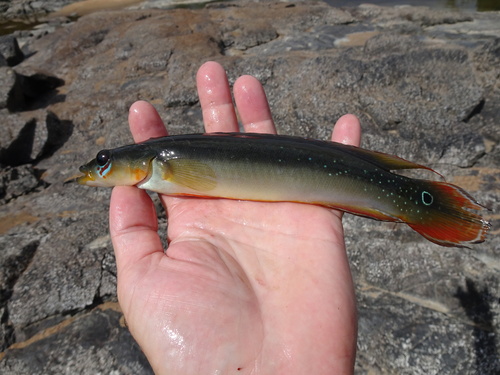 Veelstekelige snoekcichlide (Crenicichla multispinosa) — Cichlidae