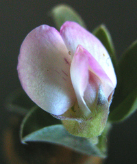 Podalyria burchellii