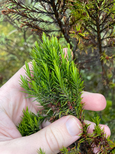 Hypericum juniperinum, photograph 2