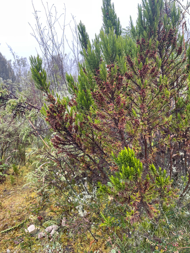 Hypericum juniperinum