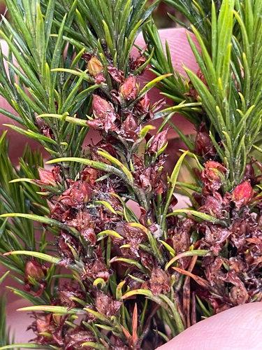 Hypericum juniperinum, photograph 3