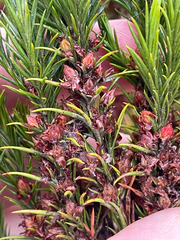 (c) Chase Mathey, some rights reserved (CC BY) Hypericum juniperinum, photograph (c) Chase Mathey, some rights reserved (CC BY)