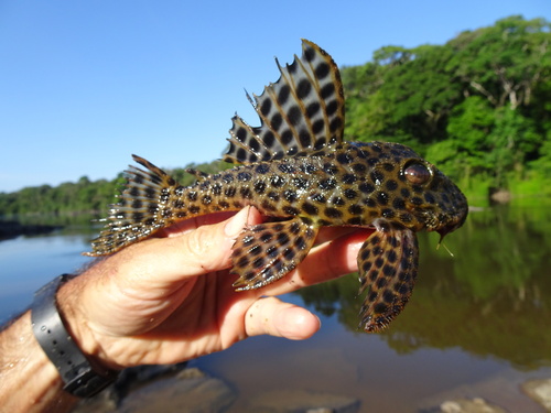 Plec (Hemiancistrus medians) — Loricariidae