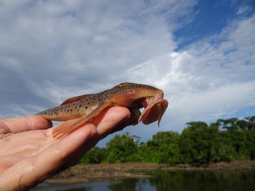 Whiptail armoured catfish (Metaloricaria paucidens) — Loricariidae