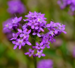 Pseudoselago verbenacea