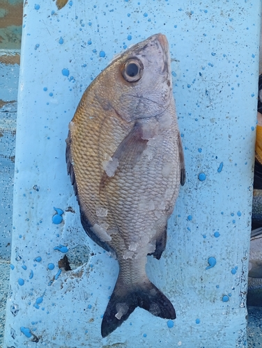Grey grunt (Haemulon scudderii) — Haemulidae
