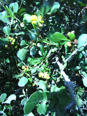Rhynchosia caribaea