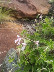 Pelargonium ranunculophyllum