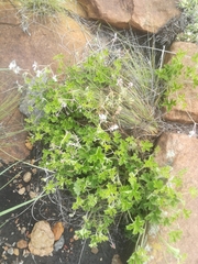 Pelargonium ranunculophyllum