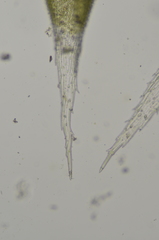 Hedwigia stellata