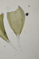 Hedwigia stellata