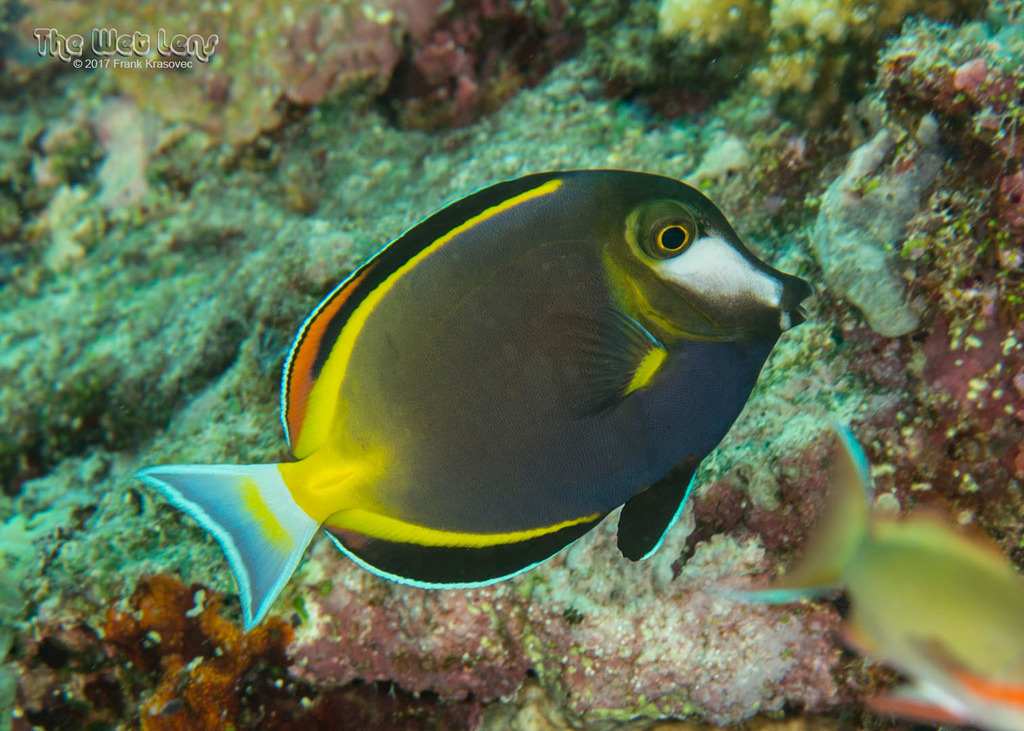 Photo of Japan Surgeonfish (Acanthurus japonicus)