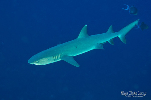 Reef Whitetip Shark