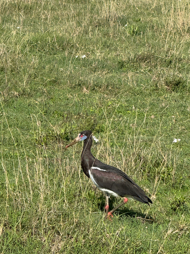 iNaturalist: (c) propsih, some rights reserved (CC BY-NC) iNaturalist image