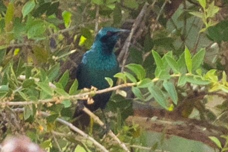 Sharp-tailed Starling (Lamprotornis acuticaudus), photo 5