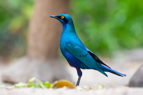 Greater Blue-eared Starling (Lamprotornis chalybaeus), photo 10