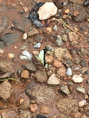 Papilio dardanus meseres