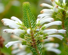 Erica thomae thomae