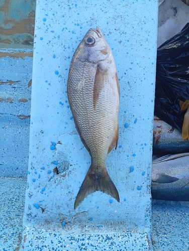 Brassy grunt (Microlepidotus brevipinnis) — Haemulidae
