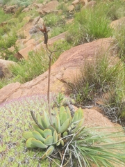 Cotyledon orbiculata oblonga