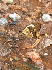 Papilio dardanus meseres
