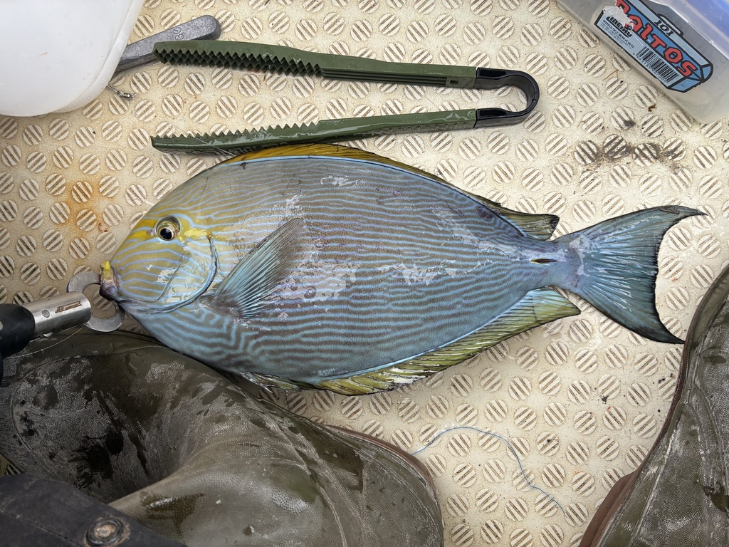 Bleeker's surgeonfish (Acanthurus mata) — Acanthuridae