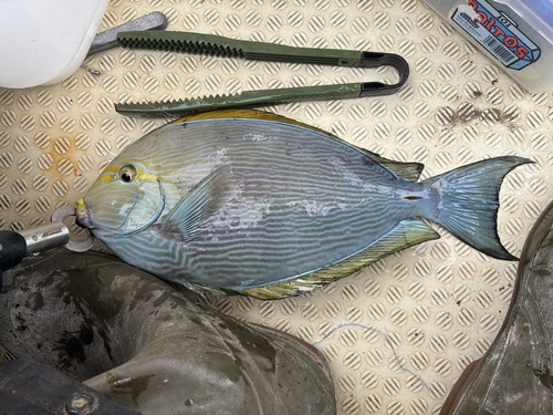 Bleeker's surgeonfish (Acanthurus mata) — Acanthuridae