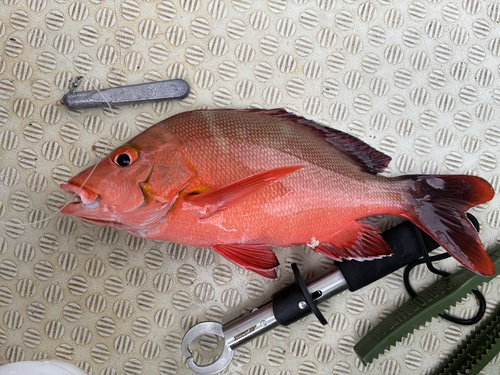 Humpback red snapper (Lutjanus gibbus) — Lutjanidae — 2