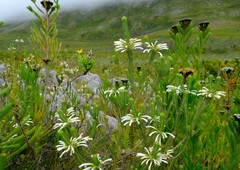 Erica thomae thomae