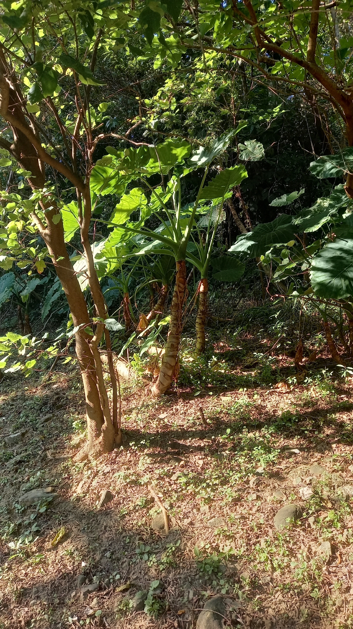 Imagem de orelha-de-elefante