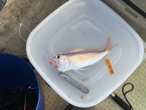Palefin threadfin bream (Nemipterus thosaporni) — Nemipteridae
