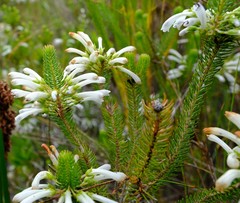 Erica thomae thomae