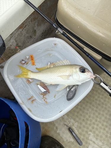 Peters' monocle bream (Scolopsis affinis) — Nemipteridae — 2