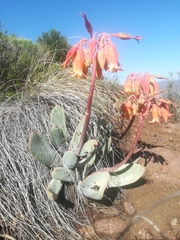 Cotyledon orbiculata oblonga