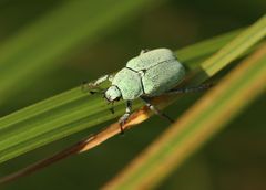 Hoplia parvula